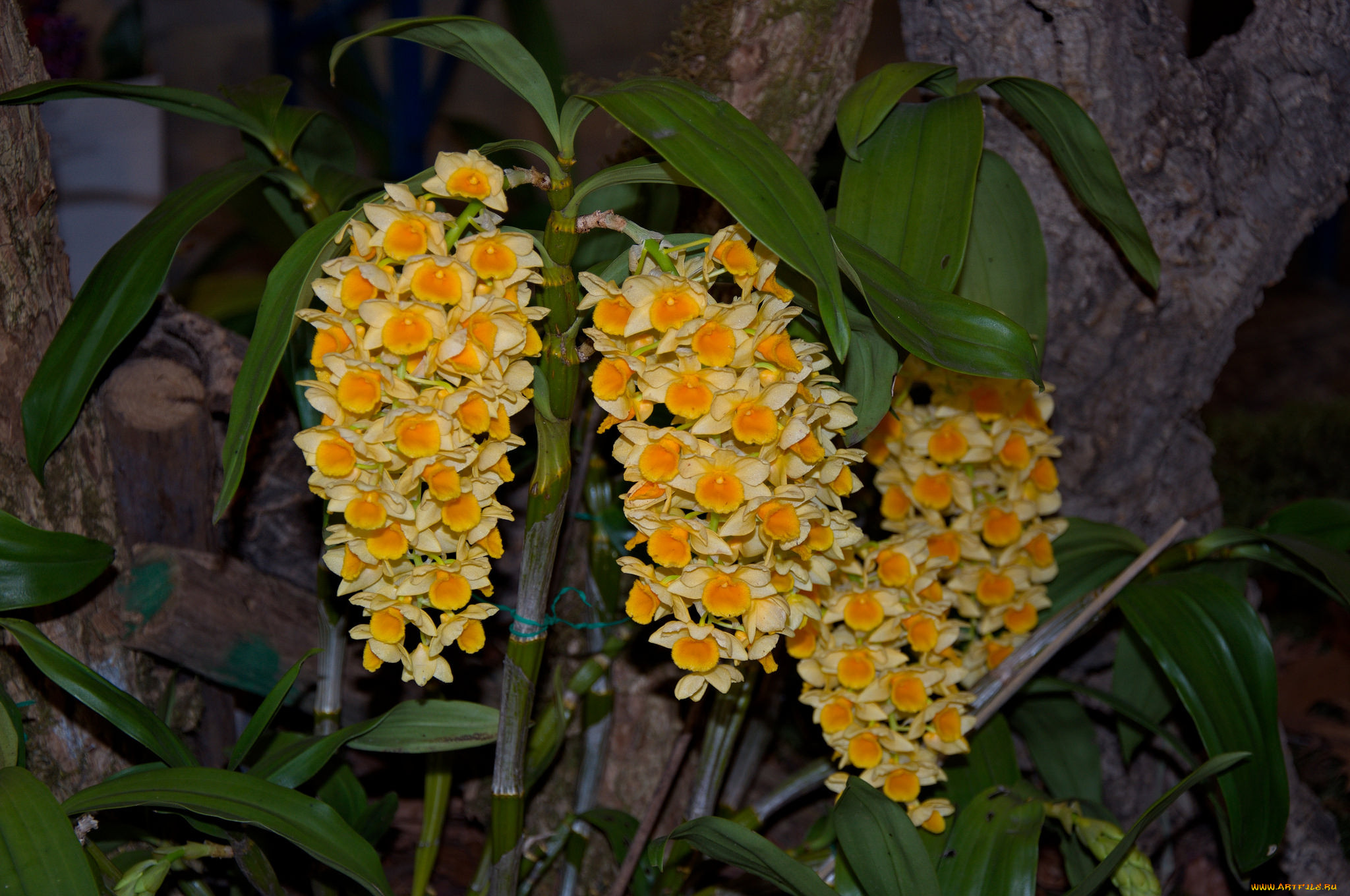 , , , flowers, flowering, orchids